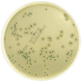 Meio cromogênico para espécies de Listeria 
