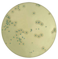 Meio cromogénico Listeria monocytogenes