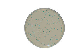 Meio cromogénico Listeria monocytogenes