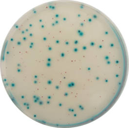 Meio cromogênico para Enterobacteriaceae