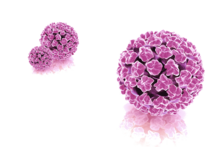 CLART HPV<sup>®</sup>
