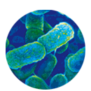Gerenciamento da resistência de antimicrobianos
